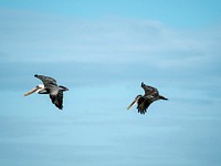 Pair of pelicans flying at the Gal&aacute;pagos Islands, Ecuador