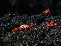 The Sally Lightfoot crabs on a shore of the Gal&aacute;pagos Islands, Ecuador