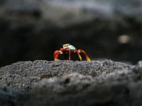 The Sally Lightfoot crab on a shore of the Gal&aacute;pagos Islands, Ecuador