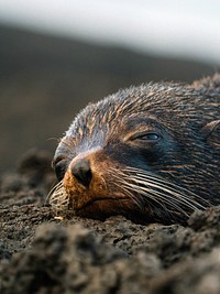 Closeup of the Gal&aacute;pagos fur seal