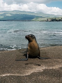 The Gal&aacute;pagos sea lion on Isla de la Plata, Ecuador