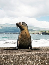The Gal&aacute;pagos sea lion on Isla de la Plata, Ecuador