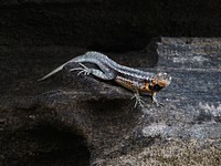 The Gal&aacute;pagos lava lizard on the Gal&aacute;pagos Islands, Ecuador