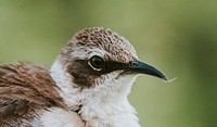 Closeup of the Espa&ntilde;ola Mockingbird on Espa&ntilde;ola Island in the Gal&aacute;pagos Islands, Ecuador