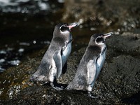 The Gal&aacute;pagos penguins on a shore of the Gal&aacute;pagos Islands, Ecuador