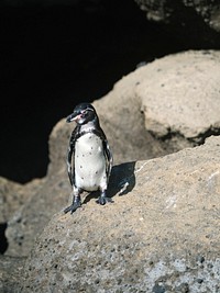 Gal&aacute;pagos penguin on the shore of the Gal&aacute;pagos Islands, Ecuador