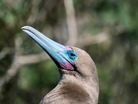 Closeup of the Red-footed Booby on the Gal&aacute;pagos Islands, Ecuador