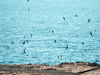 A flock of flying Gal&aacute;pagos Petrels at the Gal&aacute;pagos Islands, Ecuador