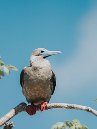 The Red-footed Booby on the Gal&aacute;pagos Islands, Ecuador