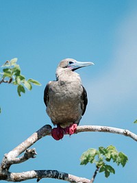 The Red-footed Booby on the Gal&aacute;pagos Islands, Ecuador