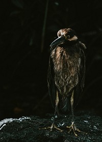The Lava Heron on the Gal&aacute;pagos Islands, Ecuador