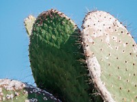 Closeup of prickly pear pads