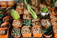 A bunch of tiny cactus pots