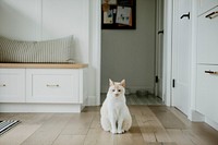 Pet cat sitting on hardwood floor