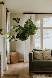 Houseplant in an interior home decor