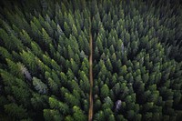 Drone view of a greenery forest with a dirt road