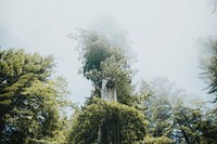 Redwood forest in a mist, California USA