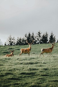 herd deer field | Premium Photo - rawpixel