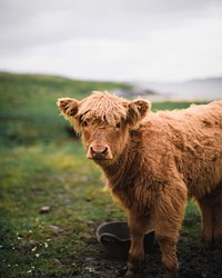 Scottish Highland calf in the field