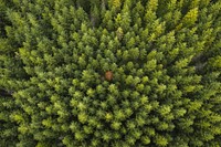 Drone view of a green forest