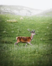 A walking deer in a field