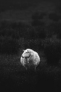 Scottish sheep standing alone on a field grayscale