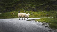 Animal desktop wallpaper background, sheep and lamb crossing a road