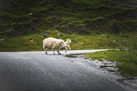 Sheep and lamb crossing a road
