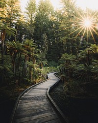 Sun beaming through the woods in Australia