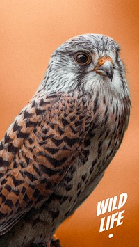 Closeup of a wild hawk mobile phone wallpaper