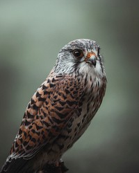 Closeup of a wild hawk background