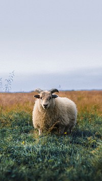 Scottish sheep standing alone on a field mobile phone wallpaper