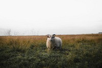Scottish sheep standing alone on a field