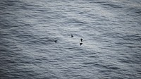 Ocean desktop wallpaper background, flock of puffins flying in the sky