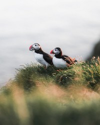 Closeup of puffins with fish in their beaks