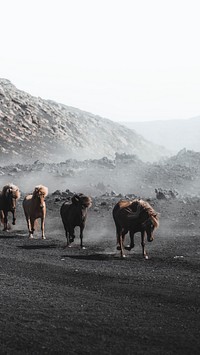 Horses running on a dusty volcano mobile phone wallpaper