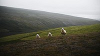 Animal desktop wallpaper background, herd of Scottish sheep in the hill