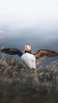 Animal mobile wallpaper background, puffin with fish in its beak