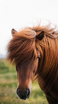 Horse mobile wallpaper background, brown horse in a field