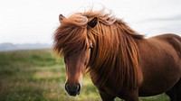 Horse desktop wallpaper background, brown horse in a field