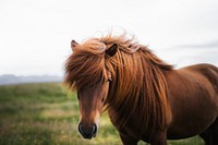 Brown horse in a field