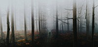 Man walking in the misty woods