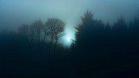 Forest desktop wallpaper, misty night background