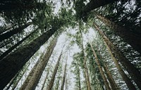 View toward the sky in a forest