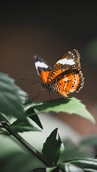 Animal phone wallpaper background, small tortoiseshell butterfly on a leaf