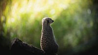 Animal desktop wallpaper background, meerkat in the woods