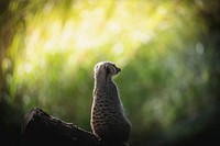 Watchful meerkat in the woods