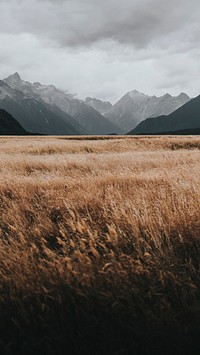 Nature phone wallpaper, autumn grassland mobile background