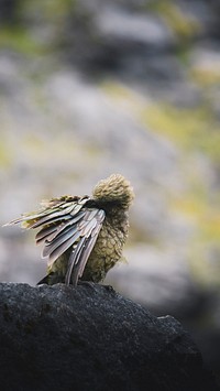 Animal phone wallpaper background, kea bird on a rock macro shot