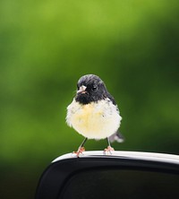 Closeup of a tomtit bird on a side mirror